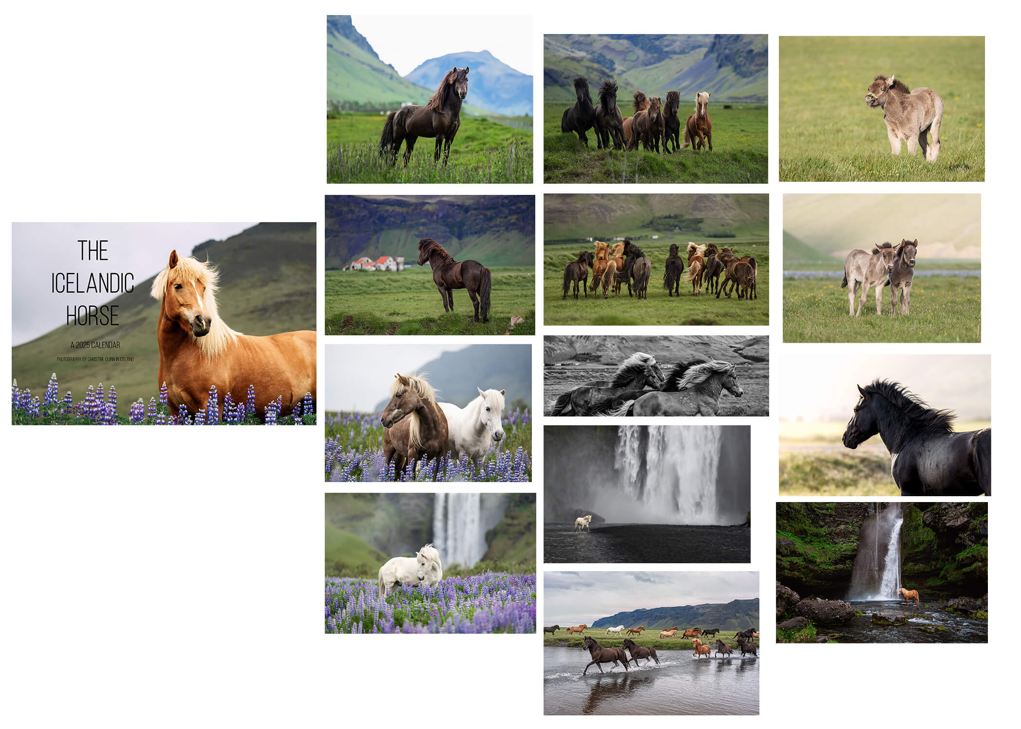 The Icelandic Horse