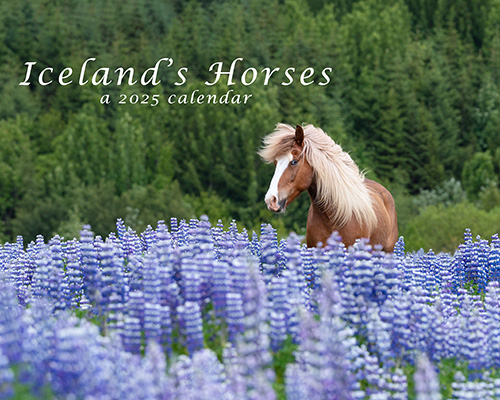 Iceland's Horses-a 2025 calendar