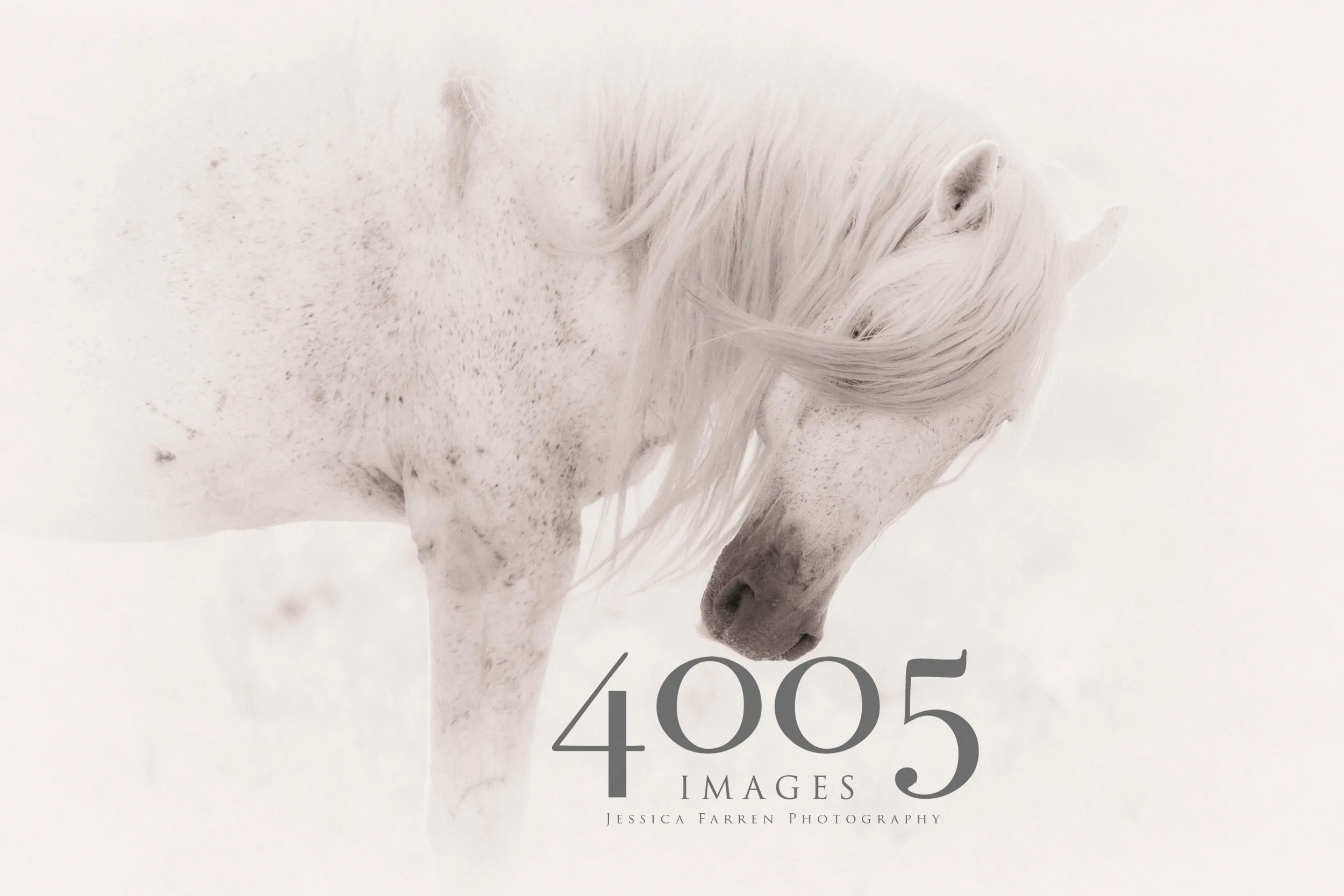 Wild Horse Fine Art Prints