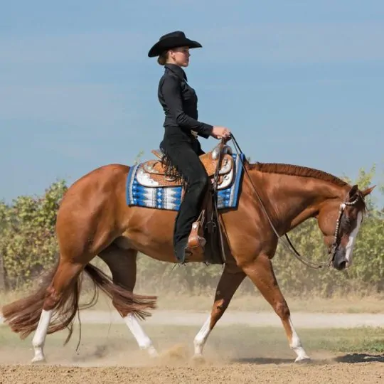 Photographing the Western Stock Horse: