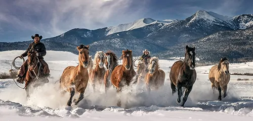 Photographing Horses in Beautiful Winter Scenes