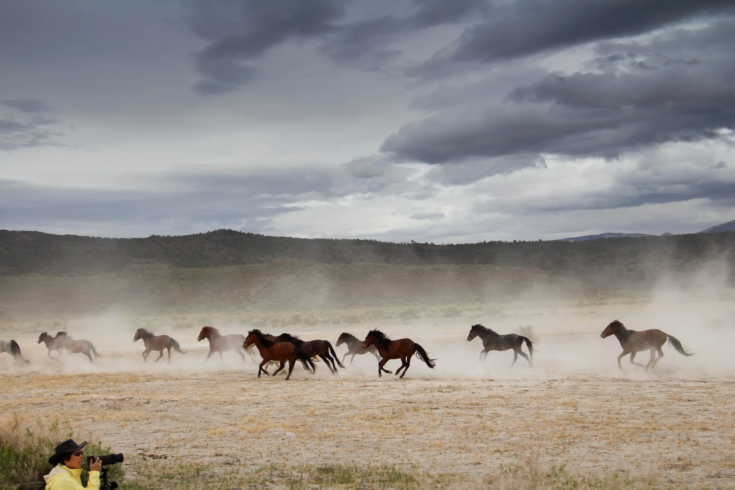 Wild Horse Photography Workshop