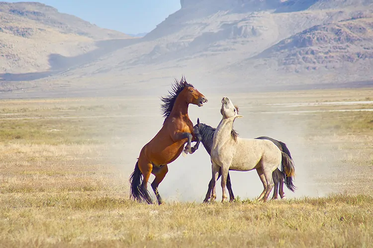 Onaqui Wild Horse Photography Workshop