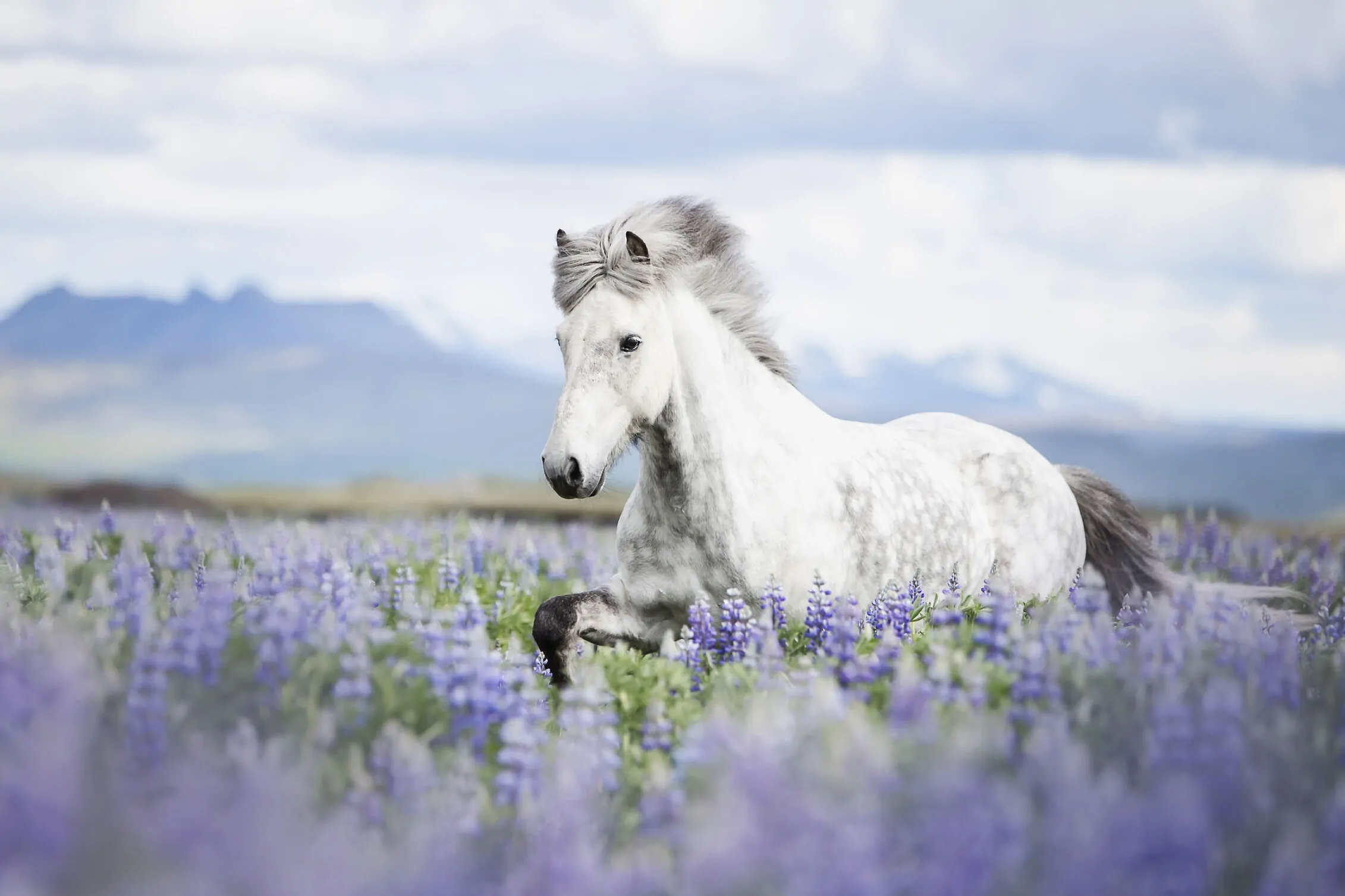 Icelandic Horse Photography & Riding Workshop